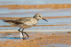 White Rumped Sandpiper 7D-Mark-II_29266.jpg
