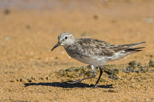 White Rumped Sandpiper 7D-Mark-II_29273.jpg