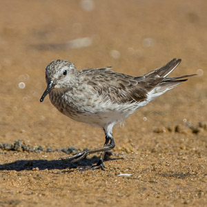 White Rumped Sandpiper 7D-Mark-II_29277.jpg