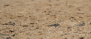 White Rumped Sandpiper 7D-Mark-II_29295.jpg