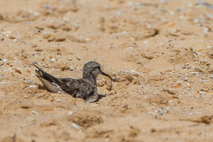 White Rumped Sandpiper 7D-Mark-II_29455.jpg