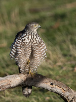 7D-Mark-II_25201.jpg 7D-Mark-II_25201.jpg