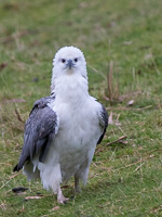 White-bellied Sea Eagle 7D_II_AS_24219.jpg