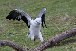 White-bellied Sea Eagle 7D_II_AS_24225.jpg