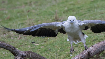 White-bellied Sea Eagle 7D_II_AS_24237.jpg