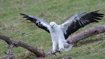 White-bellied Sea Eagle 7D_II_AS_24240.jpg
