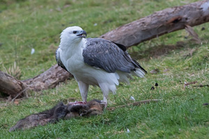 White-bellied Sea Eagle 7D_II_AS_24297.jpg