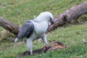 White-bellied Sea Eagle 7D_II_AS_24379.jpg
