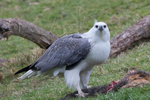 White-bellied Sea Eagle 7D_II_AS_24387.jpg
