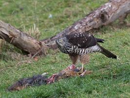 Brown Goshawk 7D_II_AS_24580.jpg