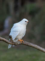 Grey Goshawk (White Morph) 7D_II_AS_24738.jpg