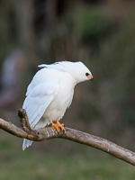 Grey Goshawk (White Morph) 7D_II_AS_24748.jpg