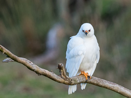 Grey Goshawk (White Morph) 7D_II_AS_24770.jpg