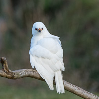 Grey Goshawk (White Morph) 7D_II_AS_24806.jpg