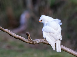 Grey Goshawk (White Morph) 7D_II_AS_24810.jpg