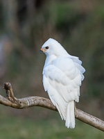 Grey Goshawk (White Morph) 7D_II_AS_24830.jpg