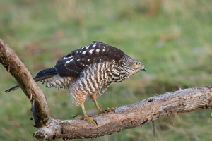 Brown Goshawk 7D_II_AS_24898.jpg