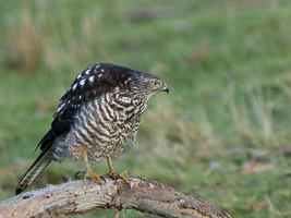 Brown Goshawk 7D_II_AS_24916.jpg