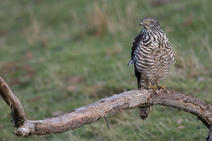 Brown Goshawk 7D_II_AS_24986.jpg