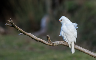 Grey Goshawk (White Morph) 7D_II_AS_25025.jpg