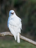 Grey Goshawk (White Morph) 7D_II_AS_25083.jpg