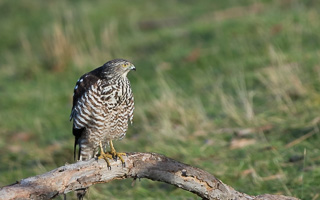 Brown Goshawk 7D_II_AS_25114.jpg