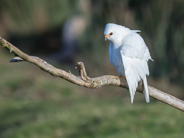 Grey Goshawk (White Morph) 7D_II_AS_25130.jpg