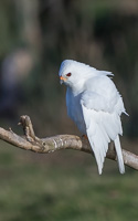 Grey Goshawk (White Morph) 7D_II_AS_25134.jpg