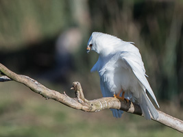 Grey Goshawk (White Morph) 7D_II_AS_25252.jpg