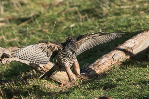 Brown Goshawk 7D_II_AS_25276.jpg