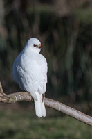 Grey Goshawk (White Morph) 7D_II_AS_25313.jpg