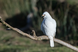 Grey Goshawk (White Morph) 7D_II_AS_25318.jpg