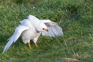 Grey Goshawk (White Morph) 7D_II_AS_25369.jpg