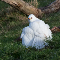 Grey Goshawk (White Morph) 7D_II_AS_25384.jpg