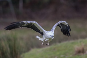 Birds in Flight 7D_II_AS_25715.jpg