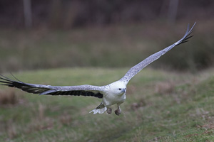 White-bellied Sea Eagle 7D_II_AS_25720.jpg
