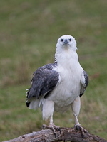 White-bellied Sea Eagle 7D_II_AS_25738.jpg