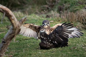 Brown Falcon / Brown Goshawk 7D_II_AS_26106.jpg