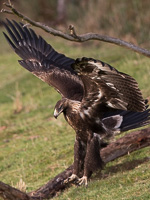 Wedgetaled Eagel 7D_II_AS_26600.jpg