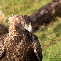 Wedgetaled Eagel 7D_II_AS_26639.jpg