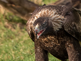 Wedgetaled Eagel 7D_II_AS_26648.jpg