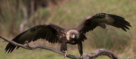 Wedgetaled Eagel 7D_II_AS_26782.jpg