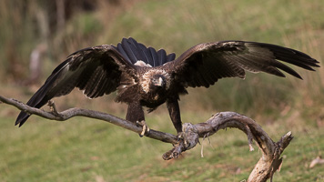 Wedgetaled Eagel 7D_II_AS_26783.jpg