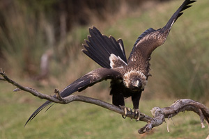 Wedgetaled Eagel 7D_II_AS_26798.jpg