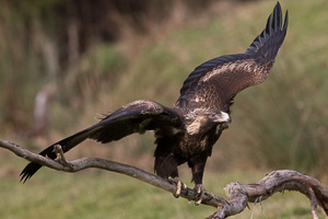 Wedgetaled Eagel 7D_II_AS_26800.jpg