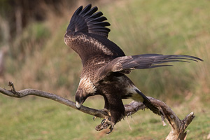 Wedgetaled Eagel 7D_II_AS_26834.jpg