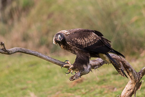 Wedgetailed Eagle 7D_II_AS_26844.jpg