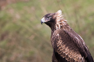 Wedgetailed Eagle 7D_II_AS_26921.jpg