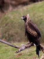 The Watchman 7D_II_AS_26922.jpg