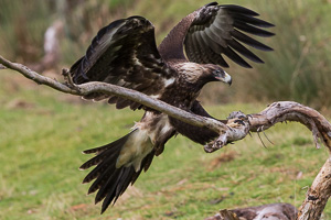 Wedgetaled Eagel 7D_II_AS_26981.jpg